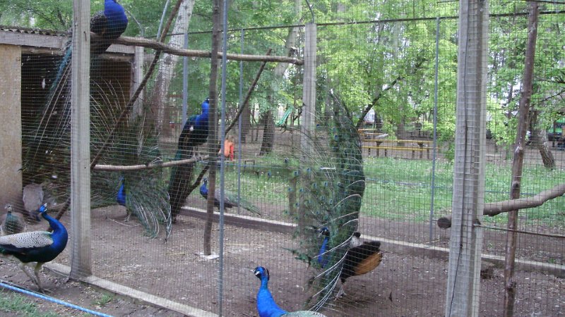 2011 05 02 Vadaspark 148.jpg